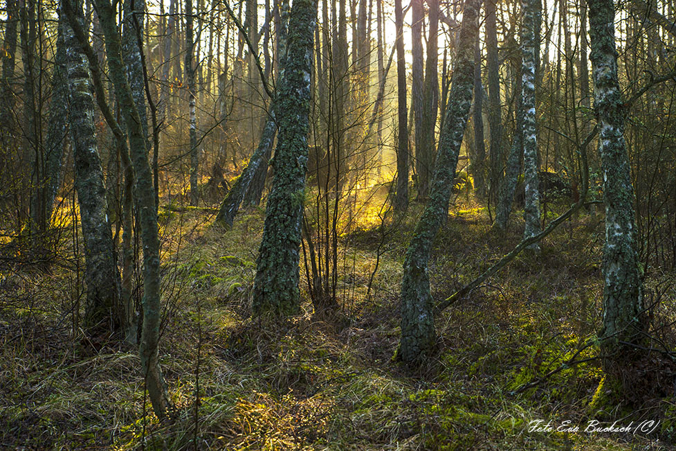 Foto av Eva Bucksch